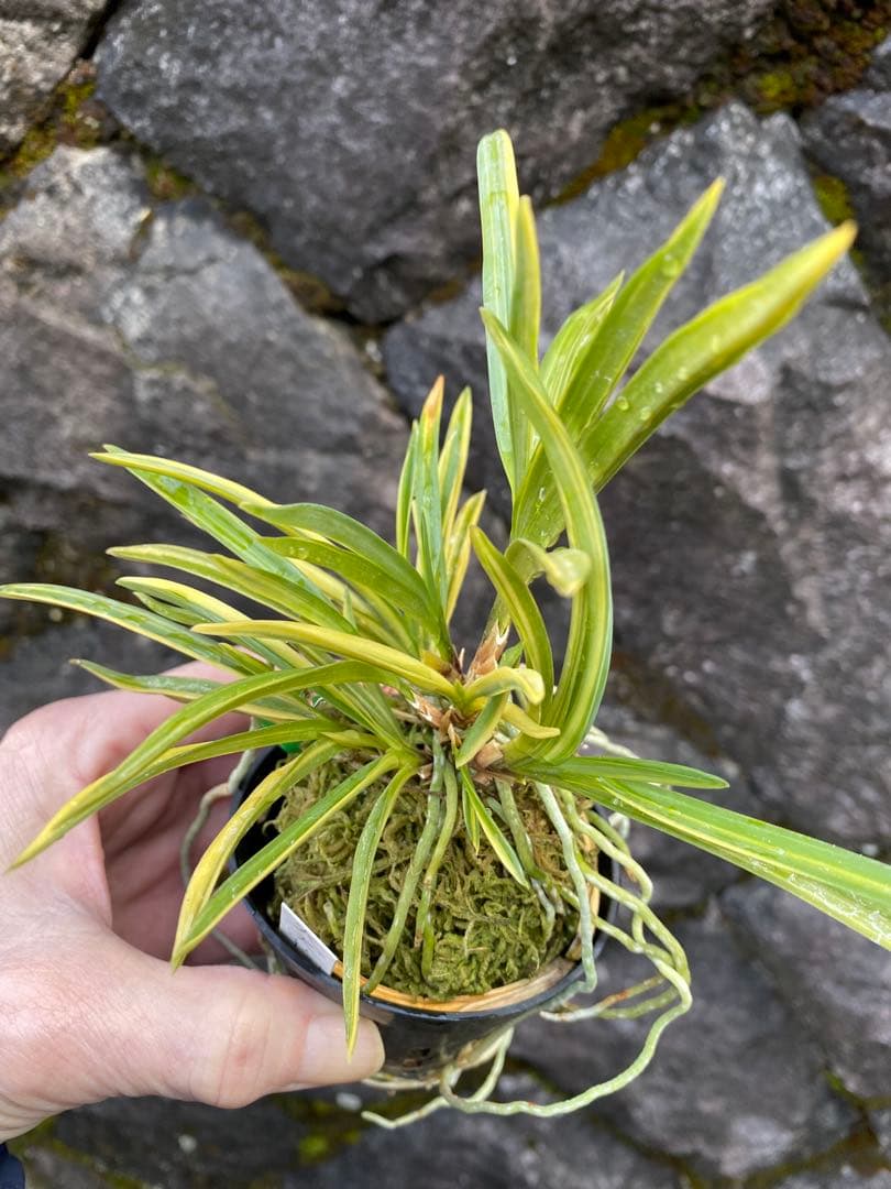 冨貴蘭　大天狗　高千穂産の縞覆輪株立ち　山野草　野生蘭