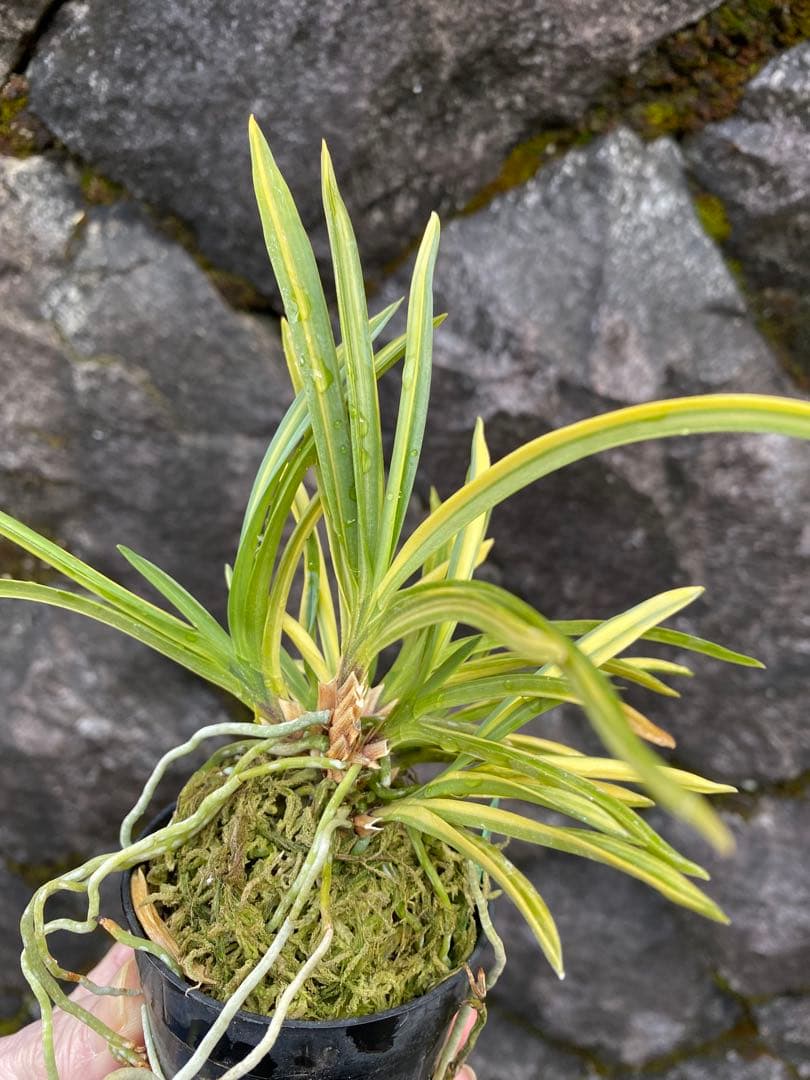 冨貴蘭　大天狗　高千穂産の縞覆輪株立ち　山野草　野生蘭