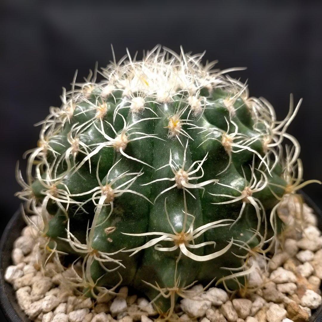 巻刺金鯱 クレンレイニア エキノカクタス 短刺 狂刺 強刺 レア メルカリ便