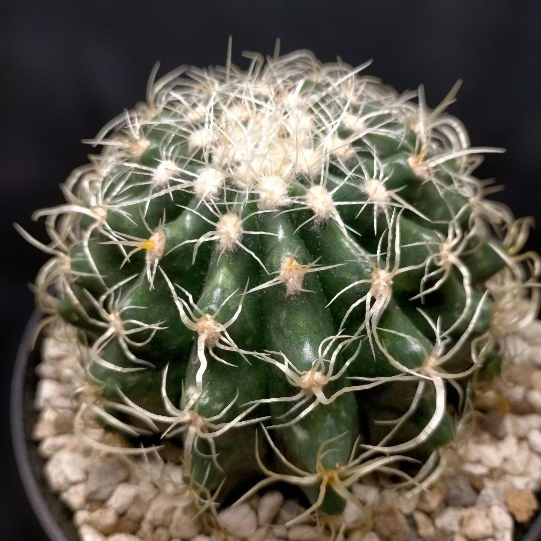 巻刺金鯱 クレンレイニア エキノカクタス 短刺 狂刺 強刺 レア メルカリ便