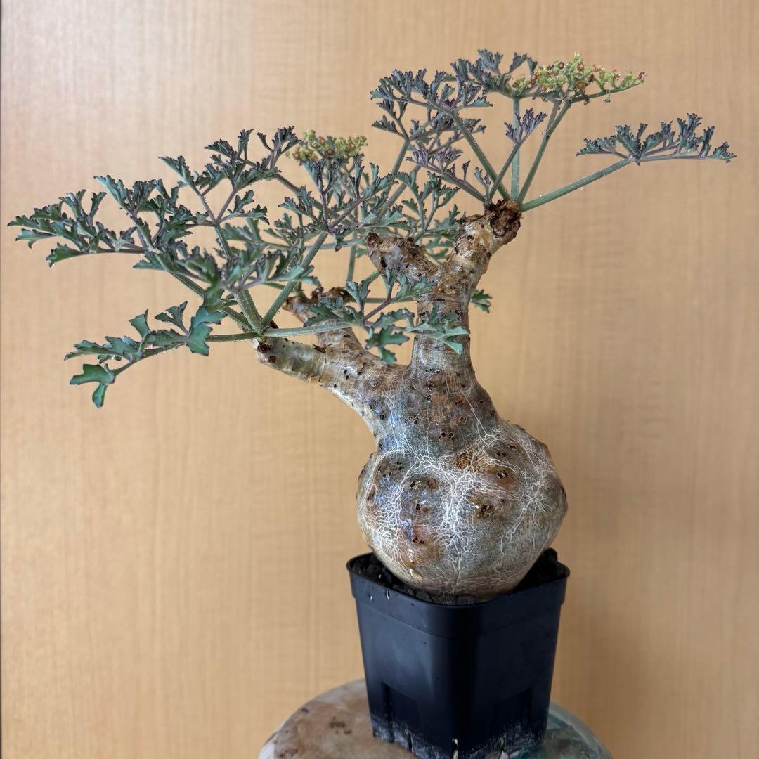 l*n様 開花中 キフォステンマ ベティフォルメ ソマリア ナローリーフ 発根済