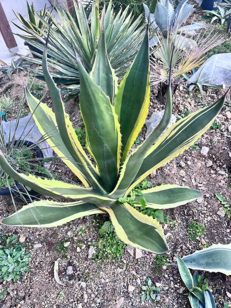【‼︎大株‼︎】アガベ　フェロックス　バターフィンガー