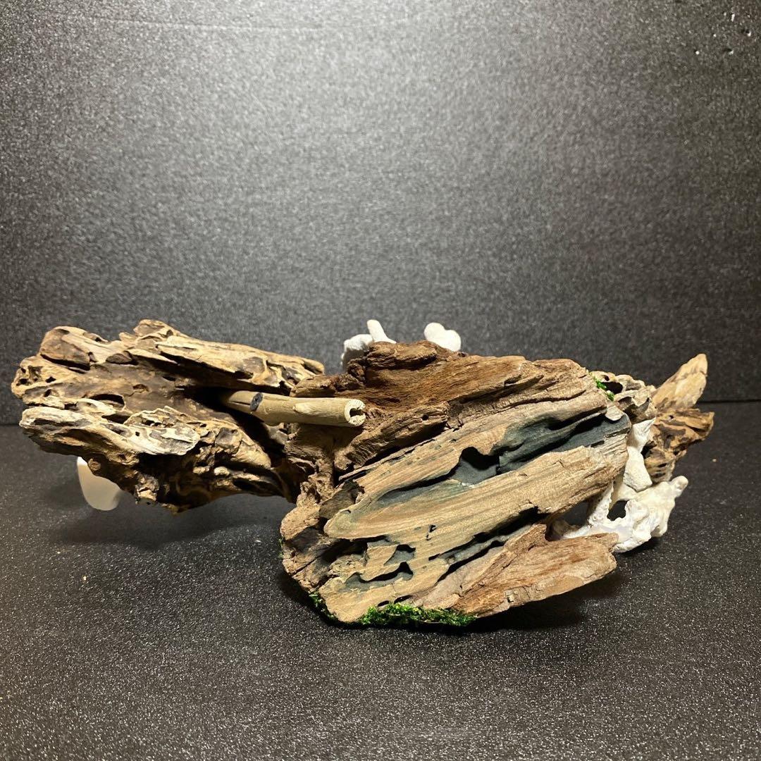 流木アート⚫︎ 恐竜 インテリア サンゴ 一点モノ