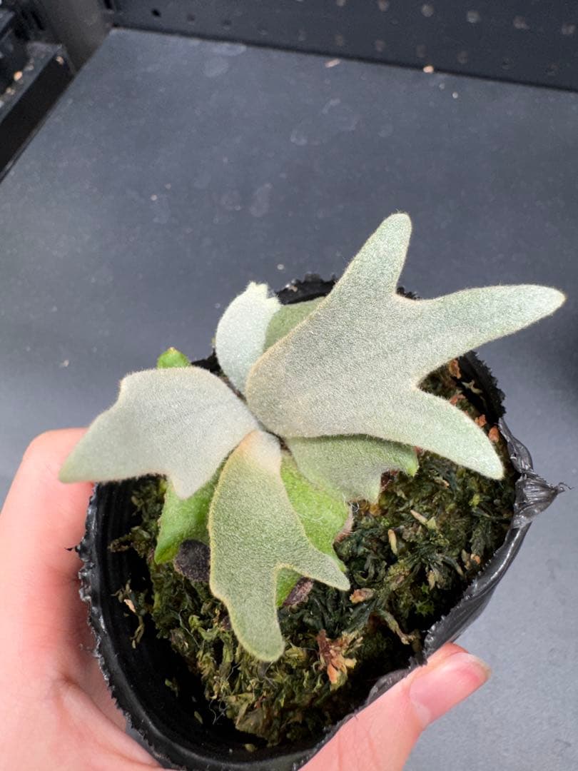 ビカクシダ Tiara Sporeling HHR ナーセリー