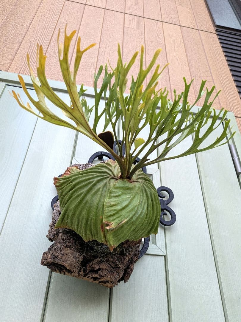 ビカクシダ☆ridleyi Nano× Pakarang☆リドレイナノ×パカラン