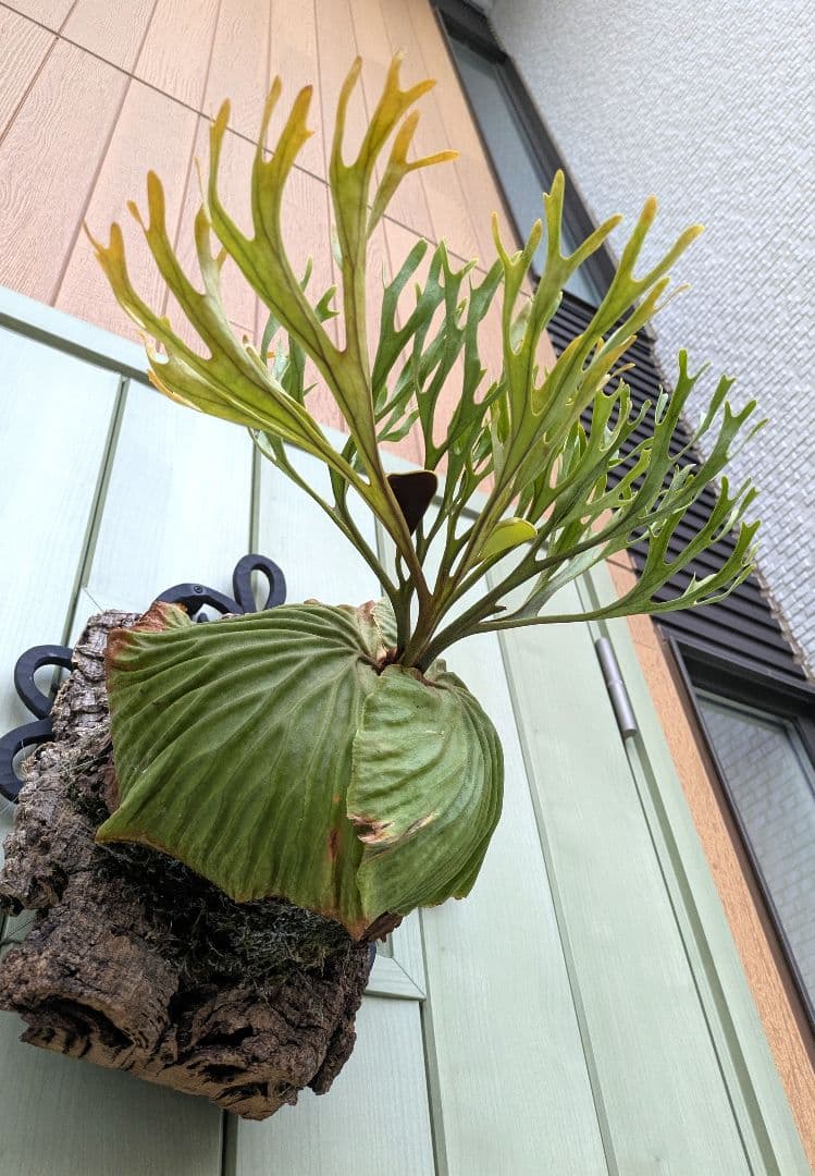 ビカクシダ☆ridleyi Nano× Pakarang☆リドレイナノ×パカラン