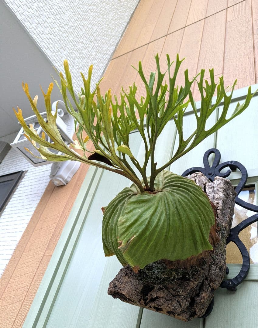 ビカクシダ☆ridleyi Nano× Pakarang☆リドレイナノ×パカラン