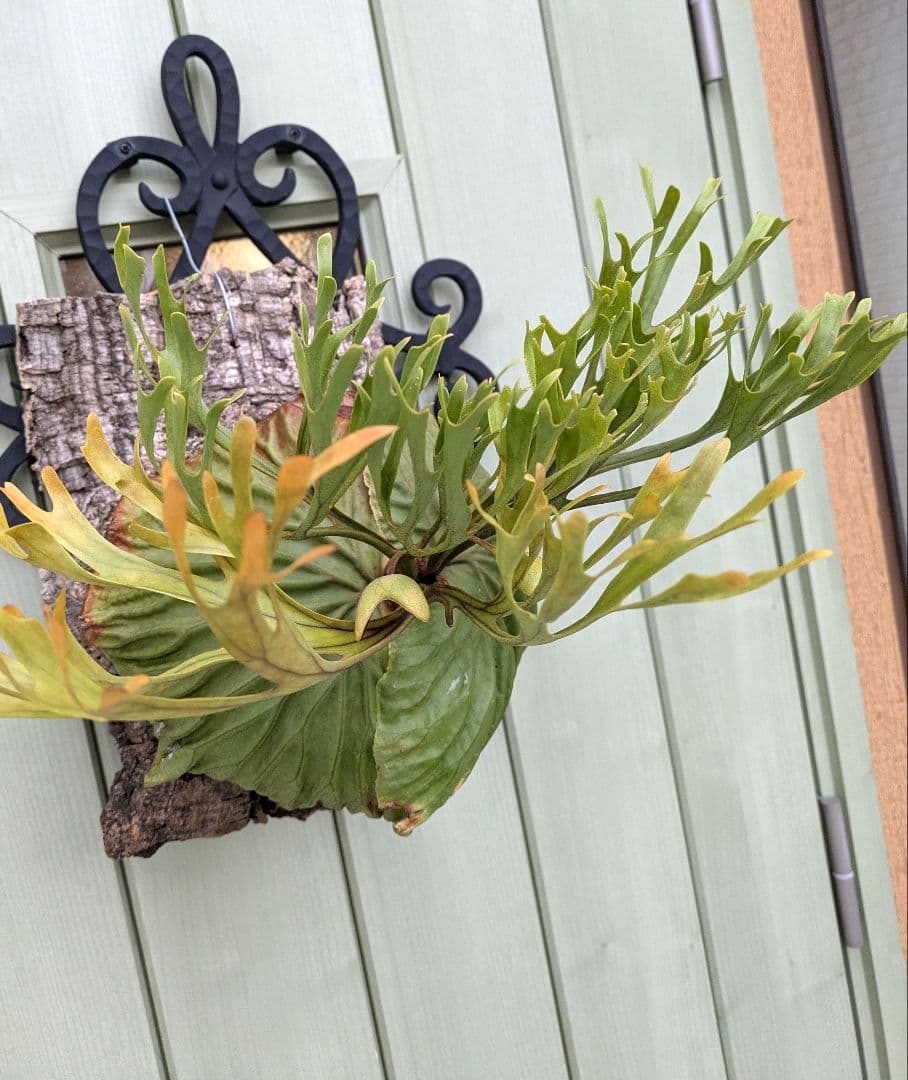 ビカクシダ☆ridleyi Nano× Pakarang☆リドレイナノ×パカラン