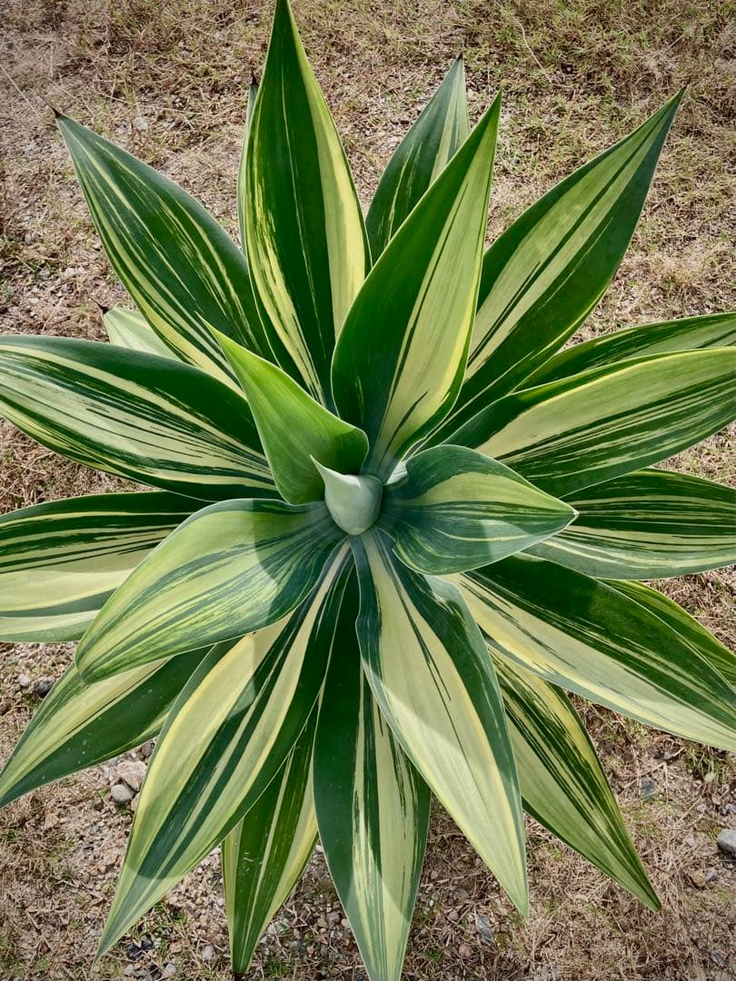 アガベ アテナータ バリエガータ トリカラー(中縞斑)