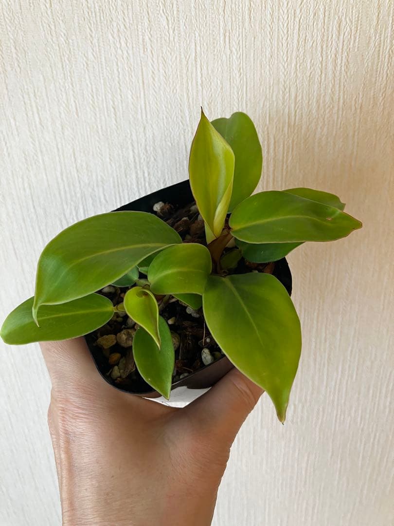 フィロデンドロン　イエローフレーム　レッドムーン　②