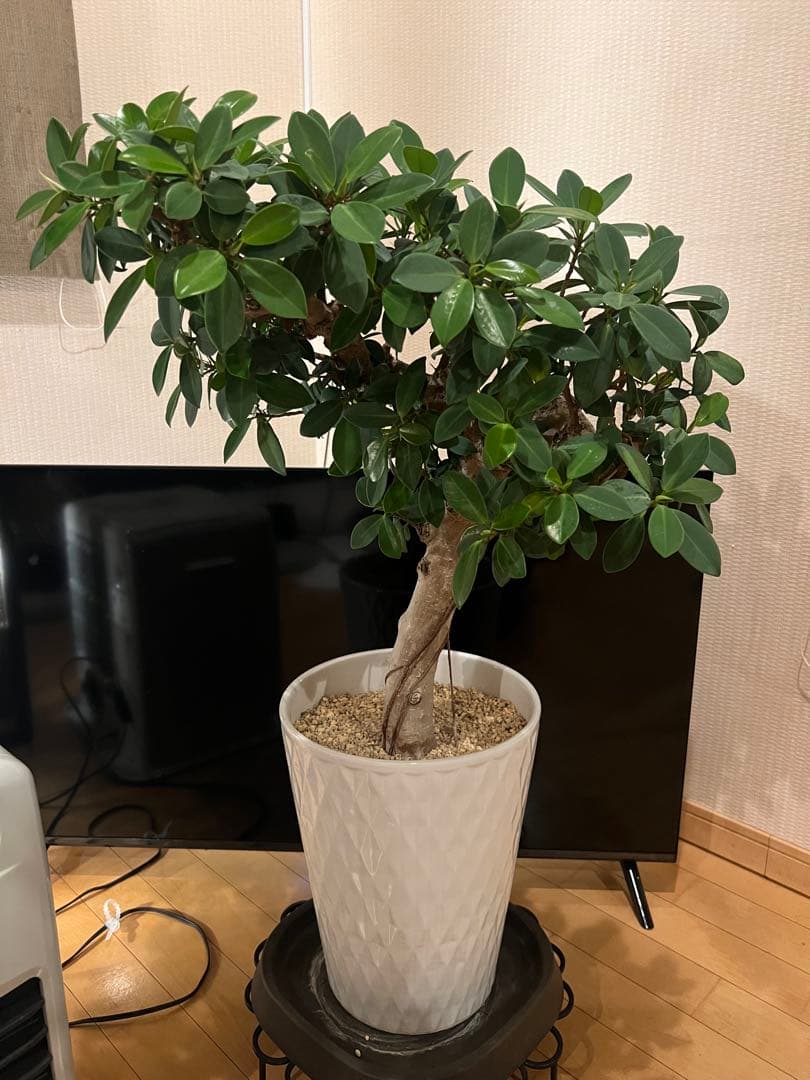 ※千葉県市原市にて手渡しでのお取引出来る方限定！ ガジュマル 多幸の木