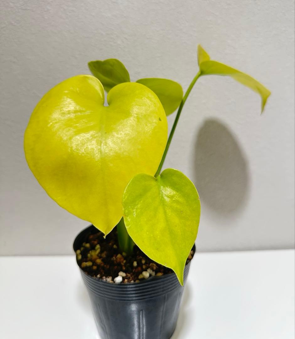 モンステラ　デリシオーサ ‘Gold Monster’ 新種　黄金葉　中小株