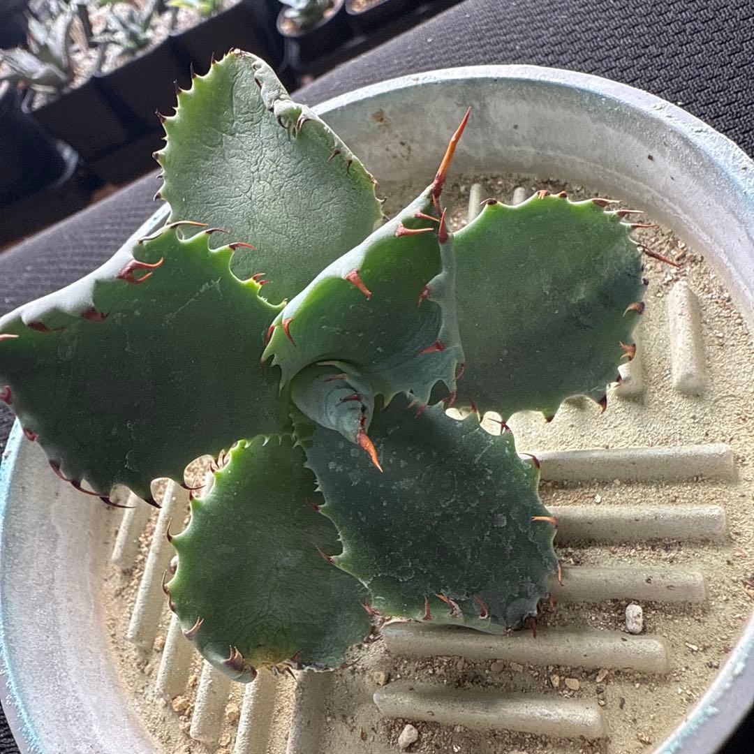 アガベ　パライシ × スポイシ　ハイブリッド　ジェレミー　パラサナ