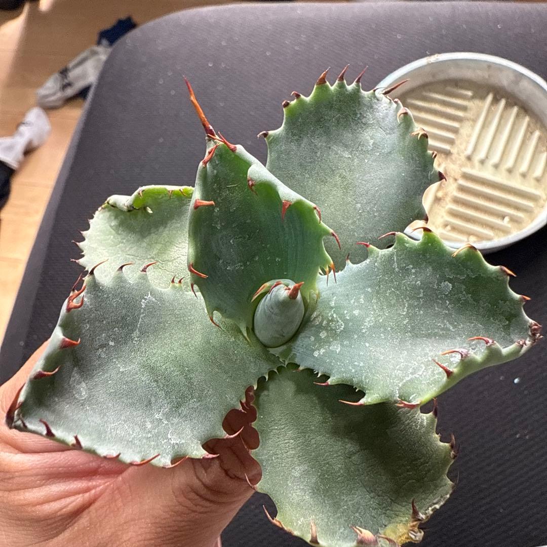 アガベ　パライシ × スポイシ　ハイブリッド　ジェレミー　パラサナ