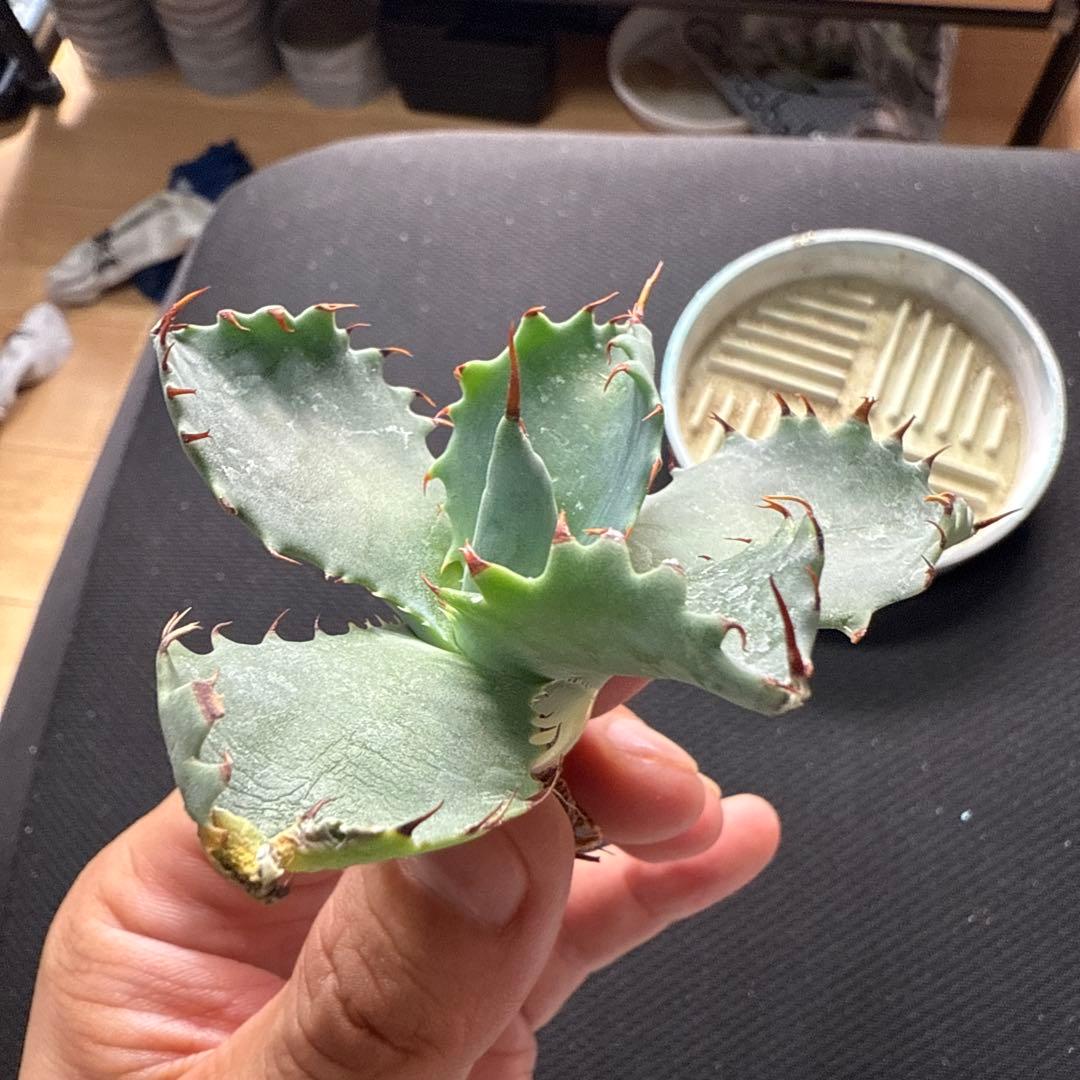 アガベ　パライシ × スポイシ　ハイブリッド　ジェレミー　パラサナ