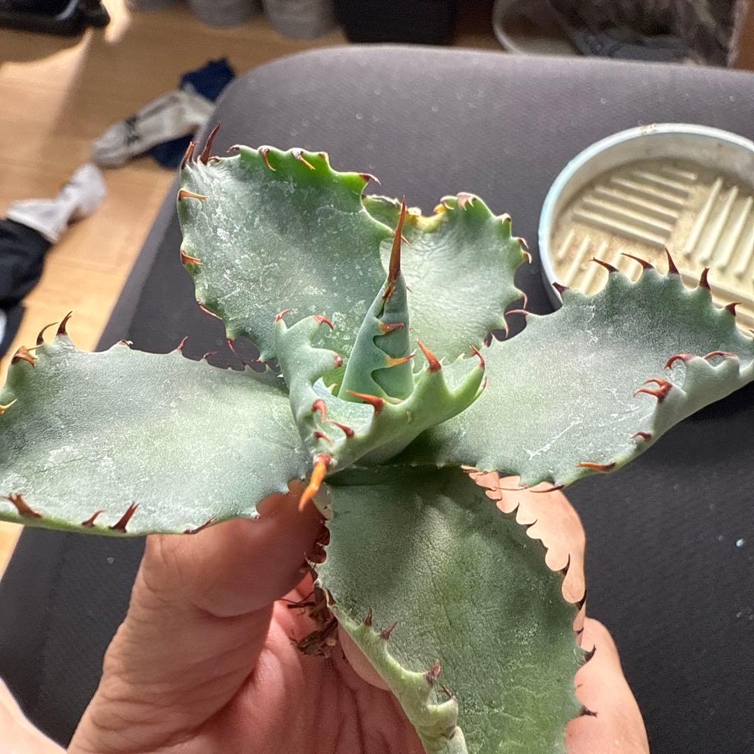 アガベ　パライシ × スポイシ　ハイブリッド　ジェレミー　パラサナ