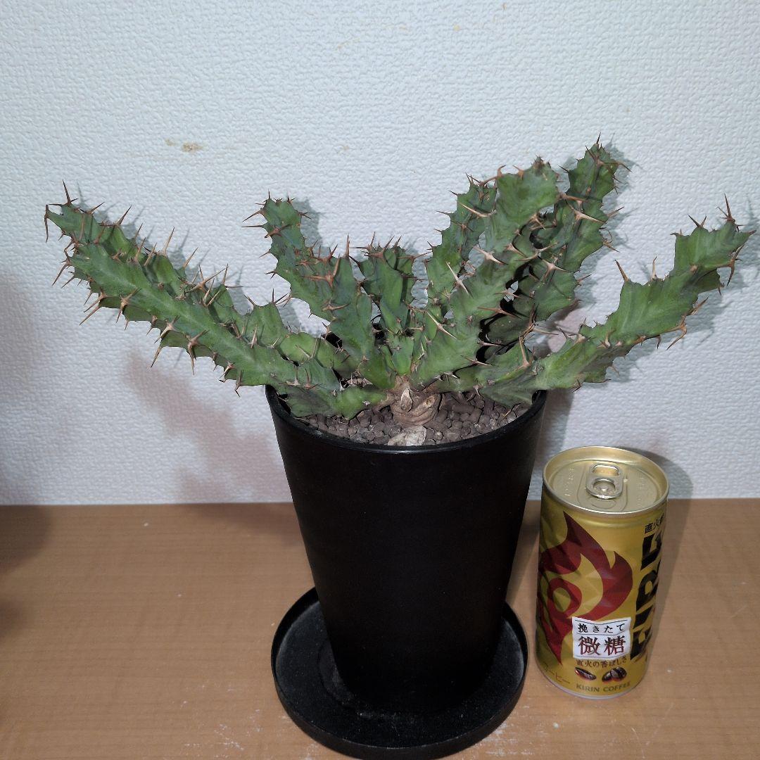 ユーフォルビア　クラビゲラ　大株 実生（鉢付き)