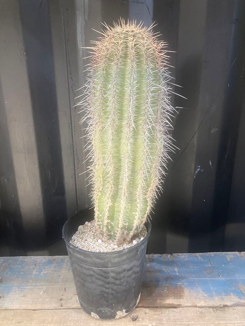 cova　サボテン　弁慶柱　ロックガーデン　ドライガーデン　武倫柱