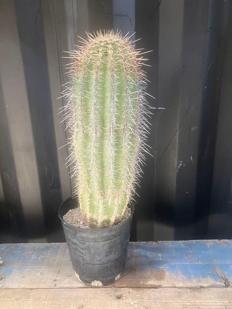 cova　サボテン　弁慶柱　ロックガーデン　ドライガーデン　武倫柱