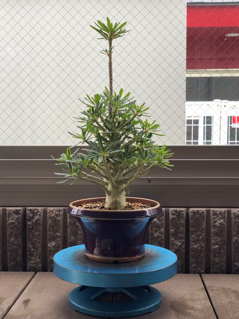 ドルステニア ギガス ブラータ 鉢植え　①