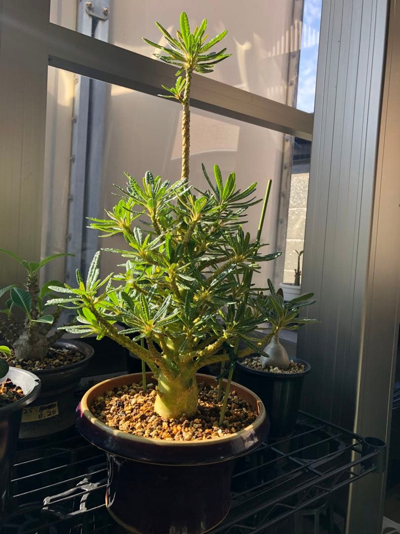 ドルステニア ギガス ブラータ 鉢植え　①