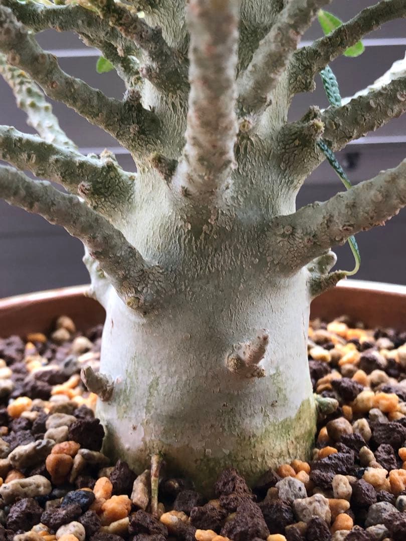 ドルステニア ギガス ブラータ 鉢植え　①