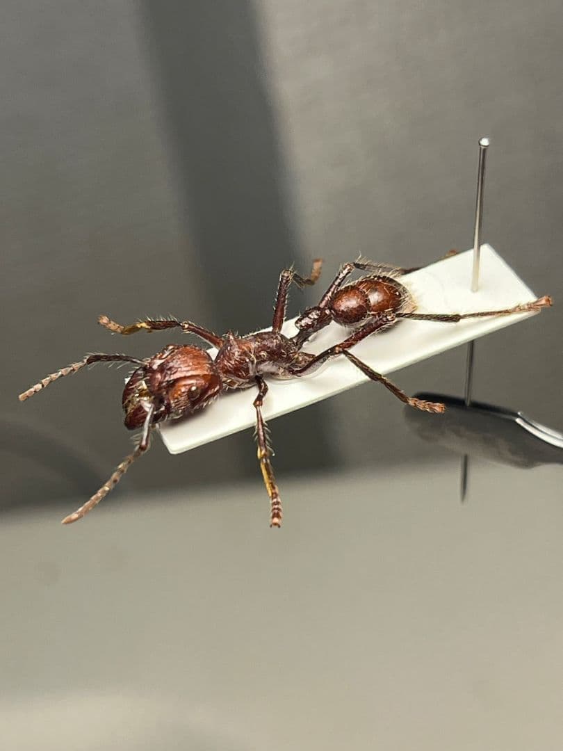 【24mm】パラポネラ アシナガアリ 標本いきもの大図鑑 蟻 クロオオアリ