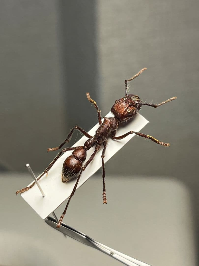 【24mm】パラポネラ アシナガアリ 標本いきもの大図鑑 蟻 クロオオアリ