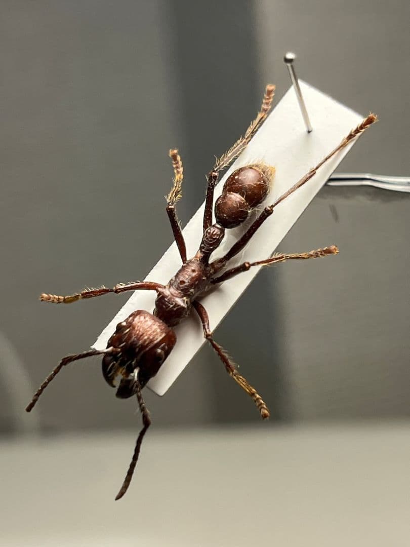 【24mm】パラポネラ アシナガアリ 標本いきもの大図鑑 蟻 クロオオアリ