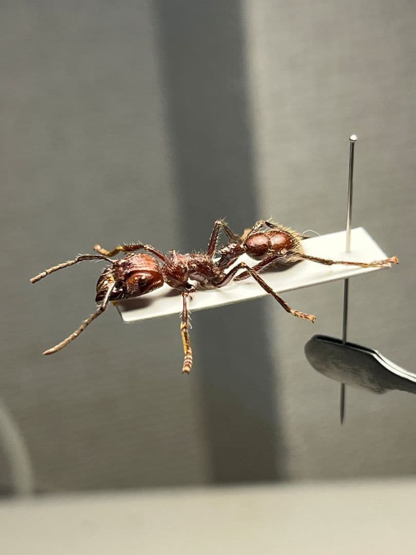 【24mm】パラポネラ アシナガアリ 標本いきもの大図鑑 蟻 クロオオアリ