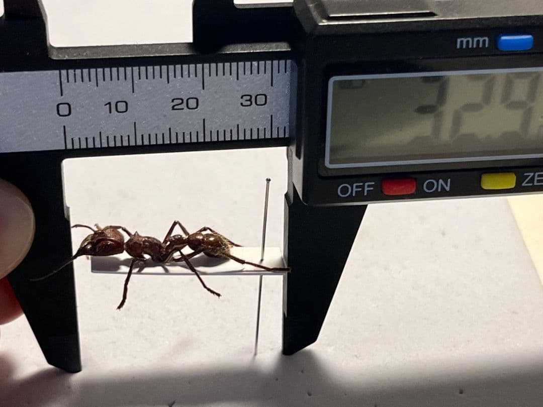 【24mm】パラポネラ アシナガアリ 標本いきもの大図鑑 蟻 クロオオアリ