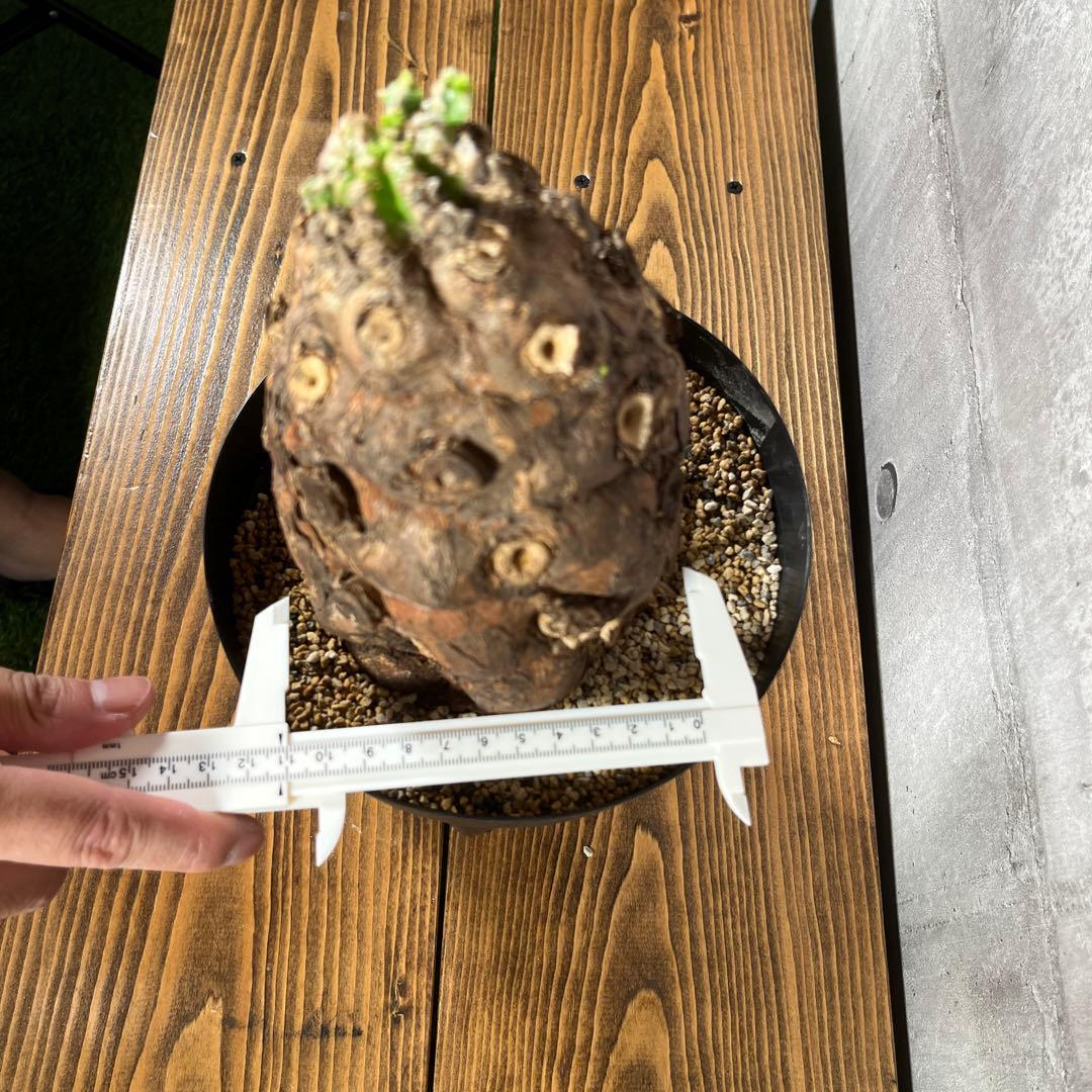 み*ん様 ユーフォルビア ムランジーナ 現地球 発根済 超大株