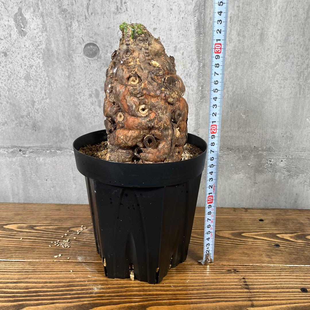 み*ん様 ユーフォルビア ムランジーナ 現地球 発根済 超大株