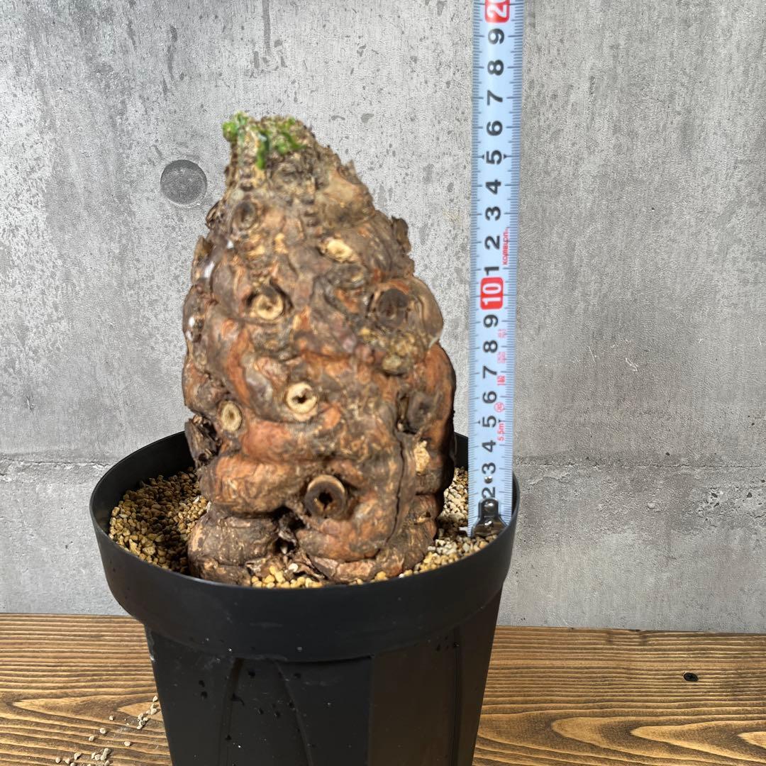 み*ん様 ユーフォルビア ムランジーナ 現地球 発根済 超大株