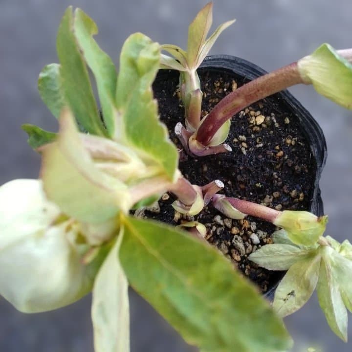 加藤農園。多弁系ゴールドフラッシュ。クリーム色の花の苗 No29