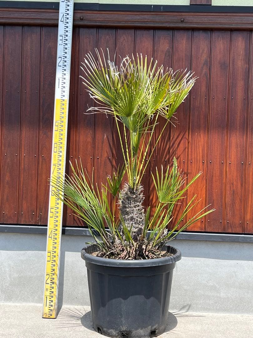 チャメロプス　ドライガーデン　カルフォルニアスタイル　ヤシの木　送料込価格