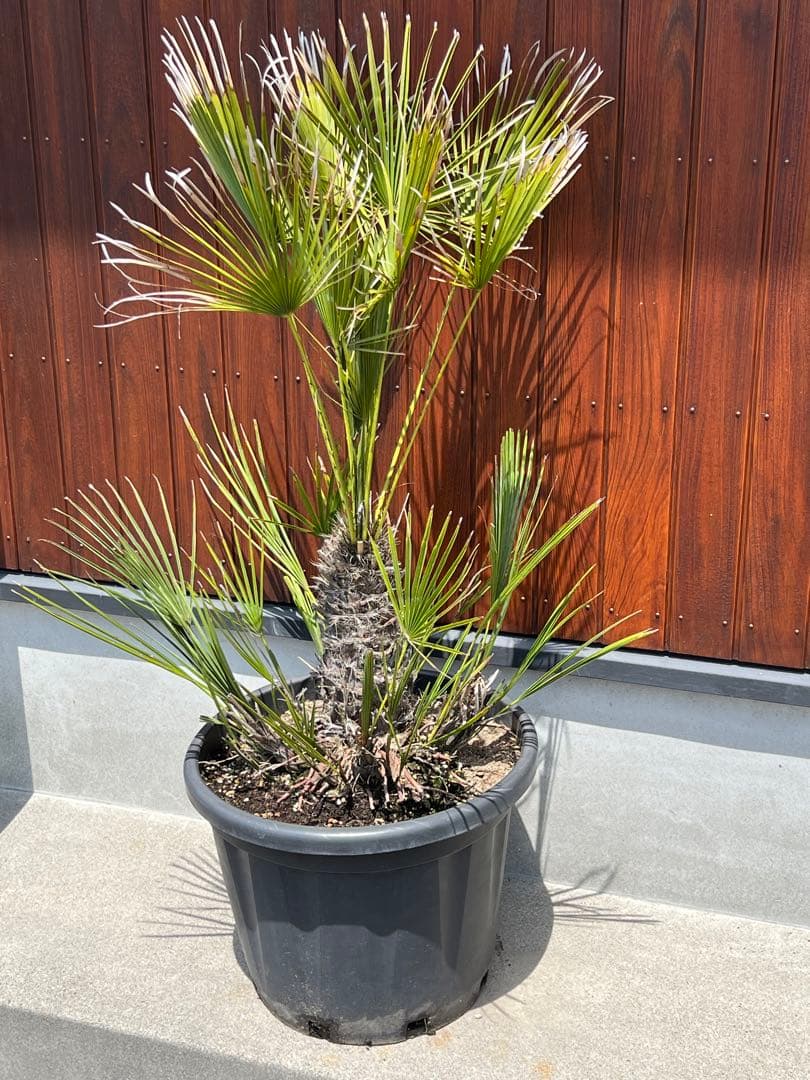 チャメロプス　ドライガーデン　カルフォルニアスタイル　ヤシの木　送料込価格