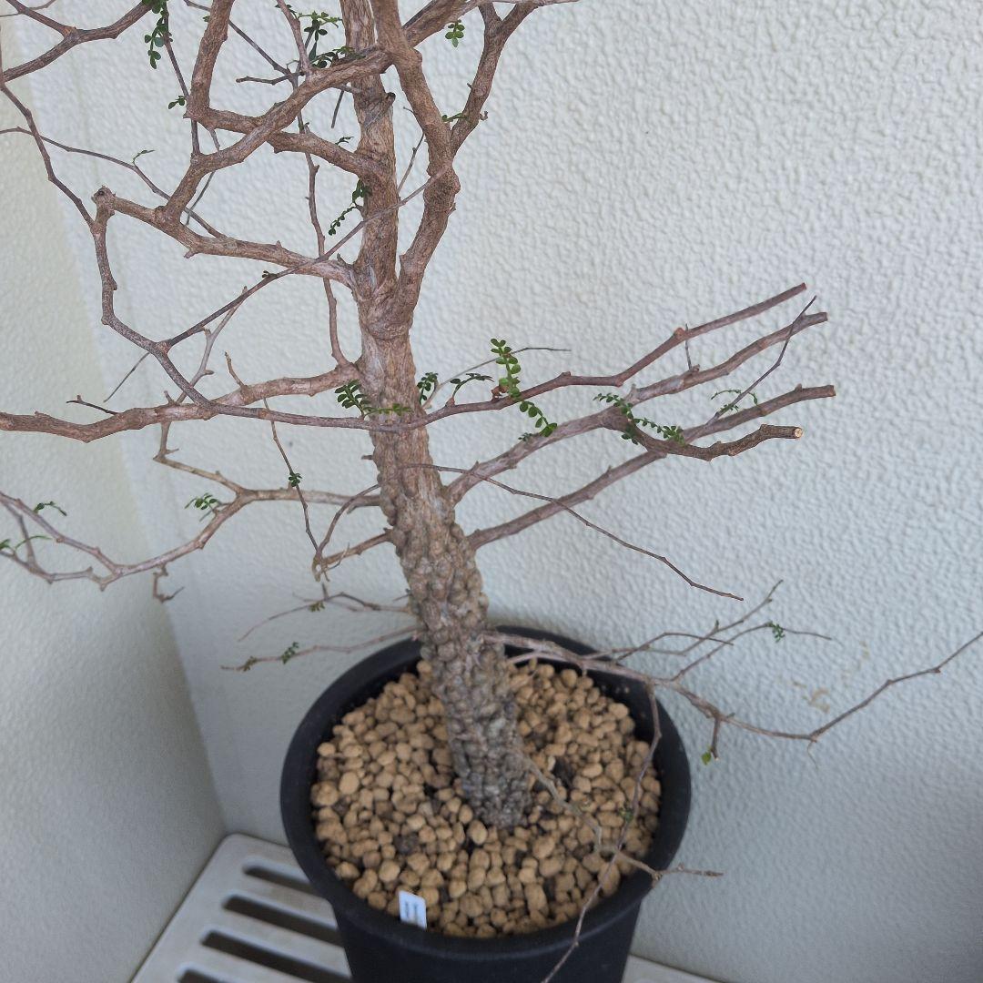 オペルクリカリア　パキプス　ボコ肌　大株（鉢付き）