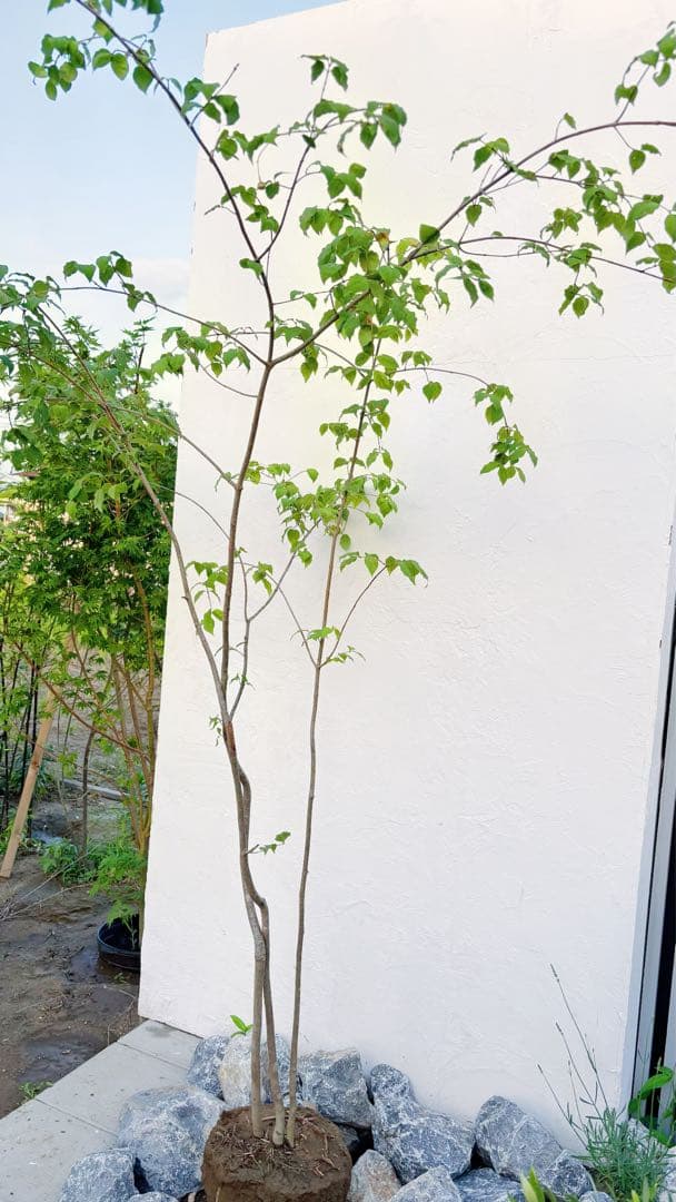 夏輝リクエスト2点