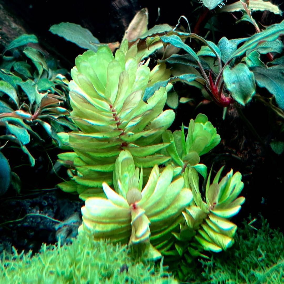 【稀少】ロタラ トゥルナデンシス　まとめ売り5本　水草