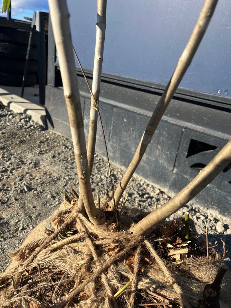 天然樹形 アオダモ - 白斑点模様の美しい株立ち