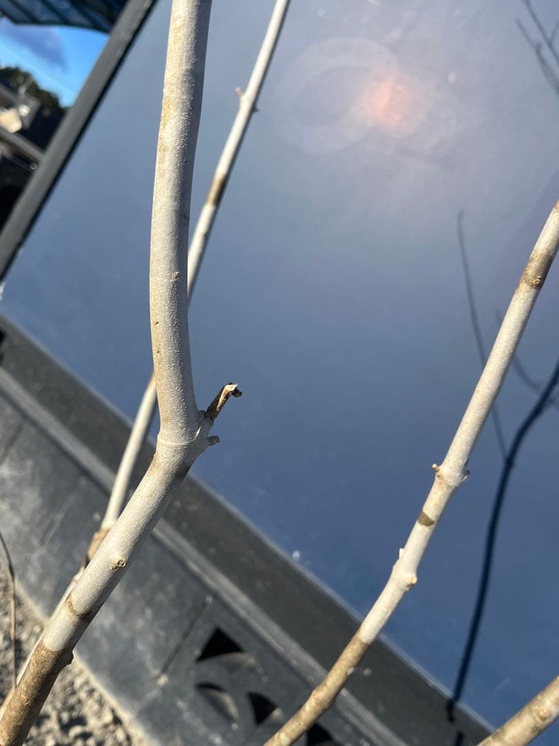 天然樹形 アオダモ - 白斑点模様の美しい株立ち