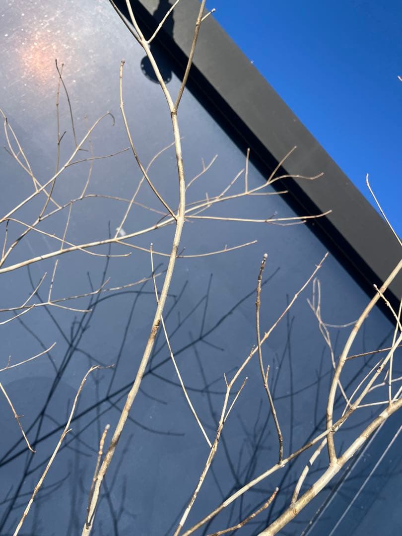 天然樹形 アオダモ - 白斑点模様の美しい株立ち