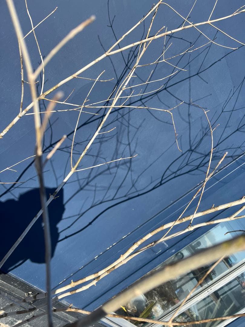 天然樹形 アオダモ - 白斑点模様の美しい株立ち