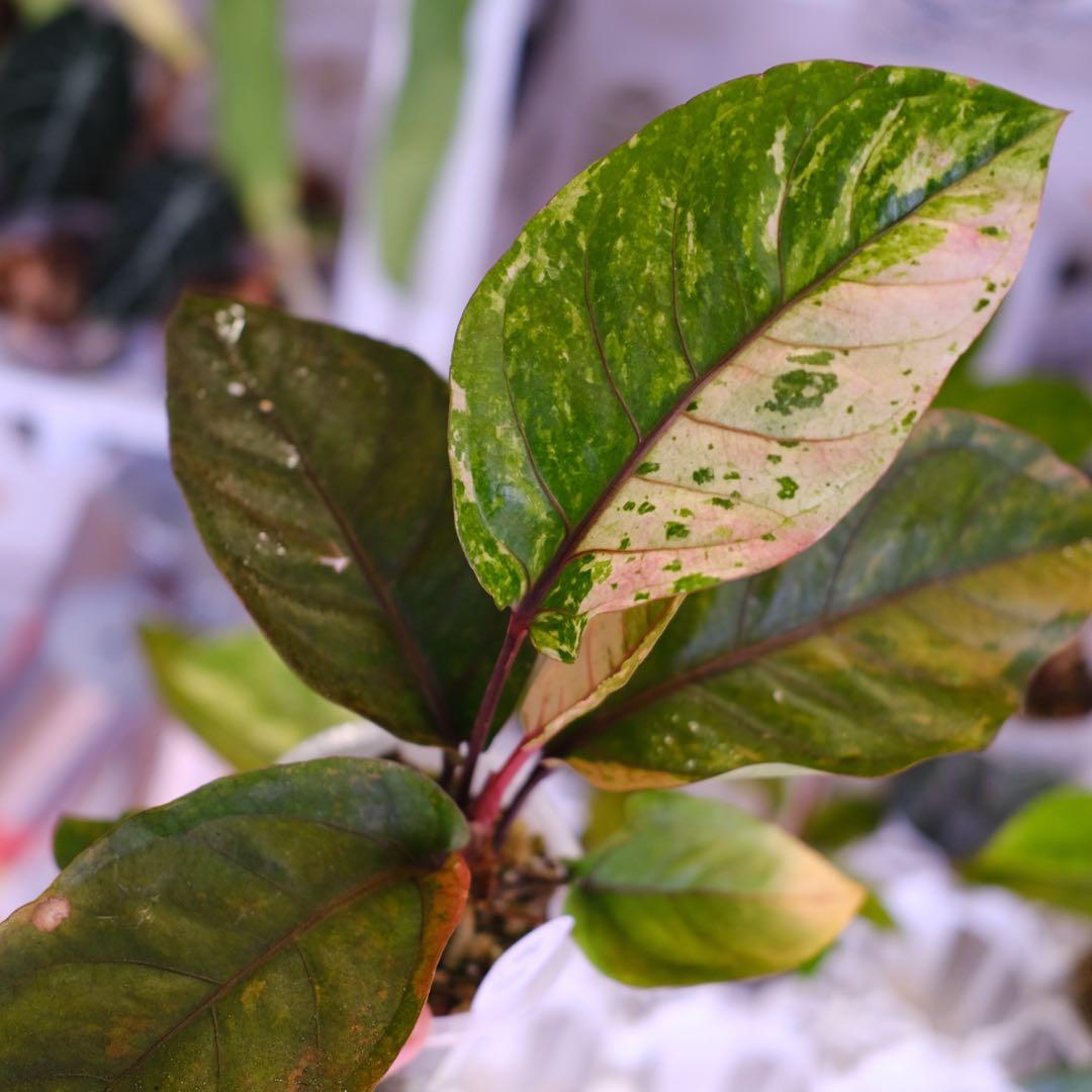 Anthurium Hookeri Sweeta Pink Polkadot ②