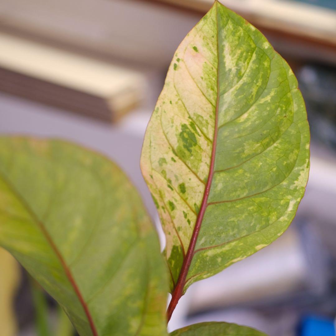Anthurium Hookeri Sweeta Pink Polkadot ②