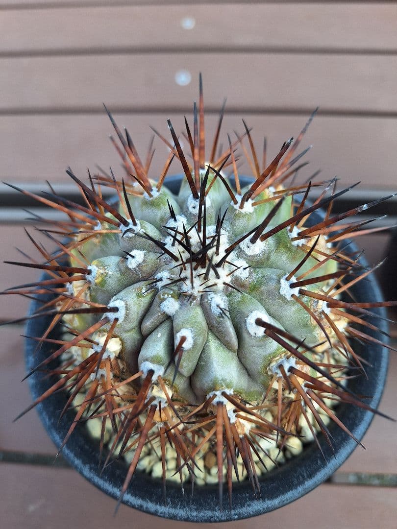 コピアポア　シネレア　黒王丸　copiapoa cinerea【傷や汚れあり】