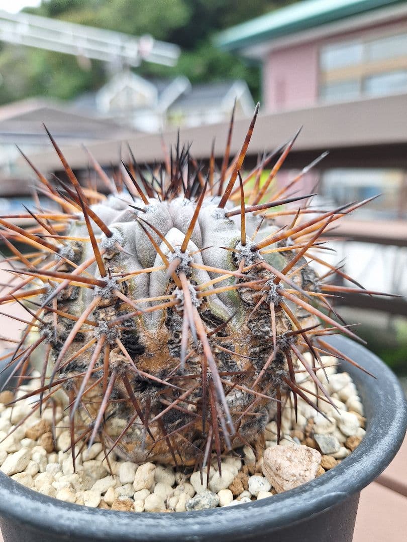 コピアポア　シネレア　黒王丸　copiapoa cinerea【傷や汚れあり】
