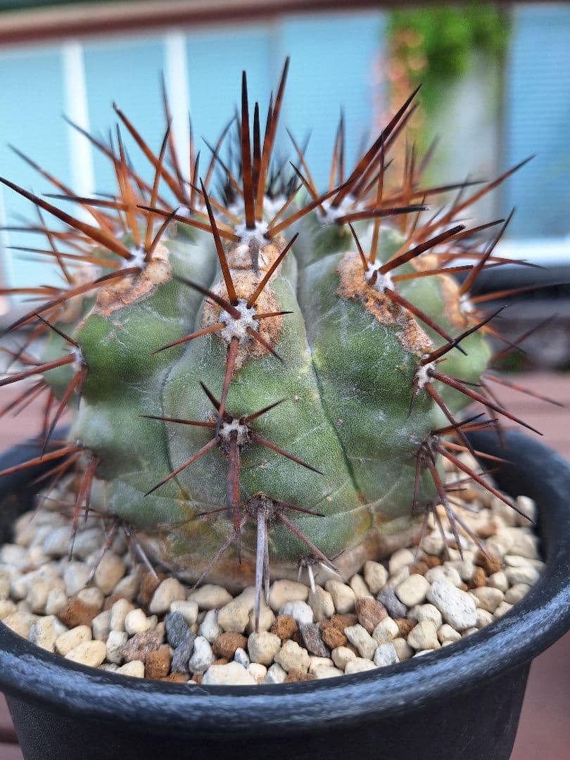 コピアポア　シネレア　黒王丸　copiapoa cinerea【傷や汚れあり】
