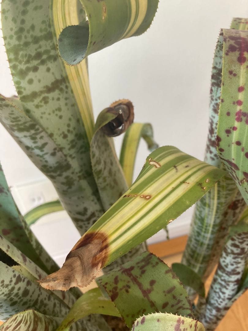 ケスネリア　ティムプローマン　ラファエル　オリベイラ　鉢ごと